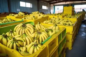 Peluang Emas Bisnis Pisang Golden: Kenapa Restoran & Retail Modern Mulai Beralih ke Supplier Lokal